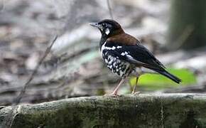 Red-backed Thrush