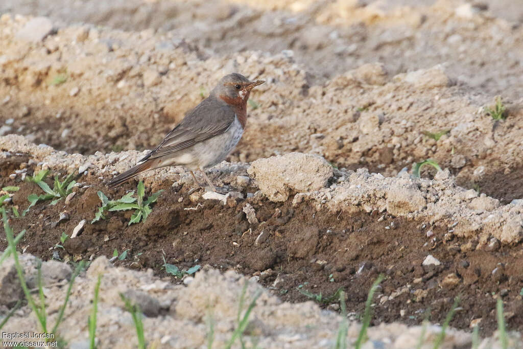 Red-throated Thrush male adult breeding, identification, fishing/hunting