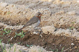 Red-throated Thrush