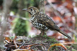 Bassian Thrush