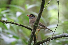 Black-headed Nightingale-Thrush