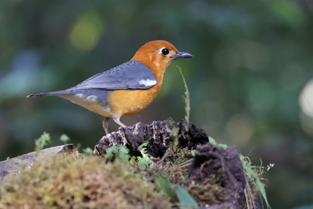 Orange-headed Thrush