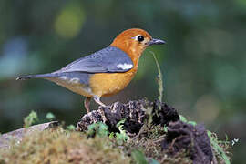 Orange-headed Thrush