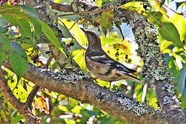 Aztec Thrush