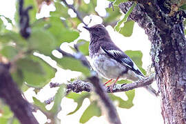 Aztec Thrush