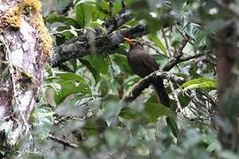 Sulawesi Thrush