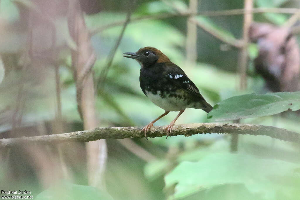 Grive d'Engganoadulte, identification