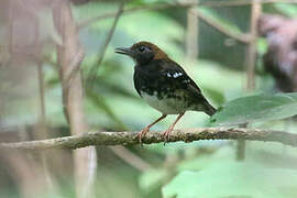 Enggano Thrush