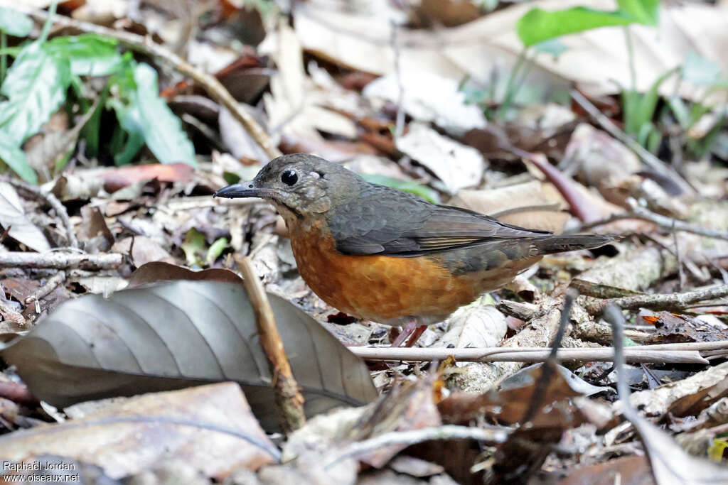 Everett's Thrush