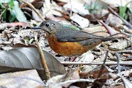 Everett's Thrush