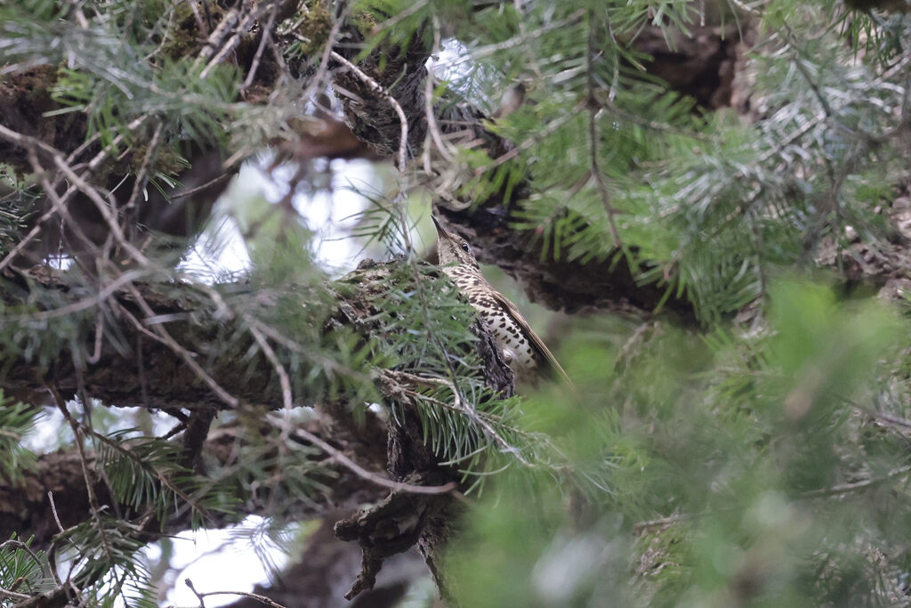 Long-tailed Thrush