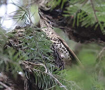 Long-tailed Thrush