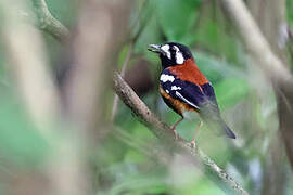 Chestnut-backed Thrush