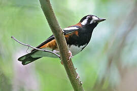 Chestnut-backed Thrush