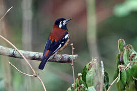 Chestnut-backed Thrush