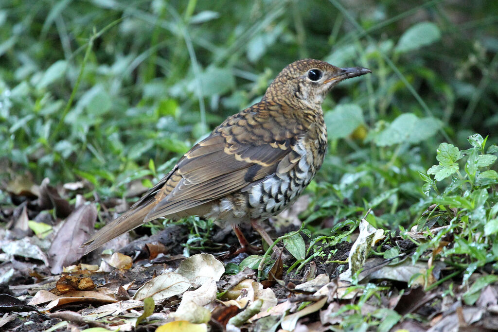 Grive de Heineimmature