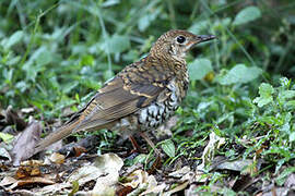 Russet-tailed Thrush