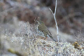 Alpine Thrush