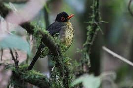 Sclater's Nightingale-Thrush