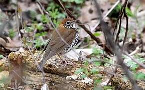 Wood Thrush