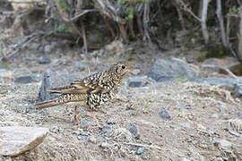 White's Thrush