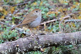 Russet Nightingale-Thrush