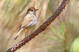 Russet Nightingale-Thrush