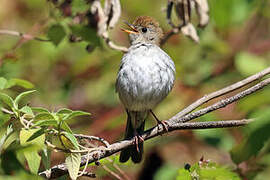 Russet Nightingale-Thrush