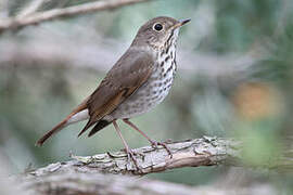 Hermit Thrush