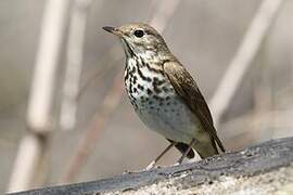 Hermit Thrush