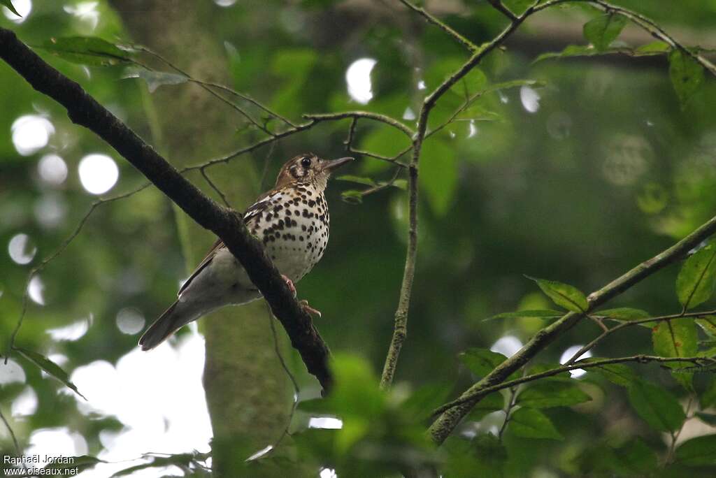 Spotted Ground Thrush, habitat