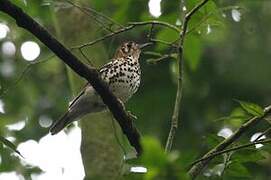 Spotted Ground Thrush