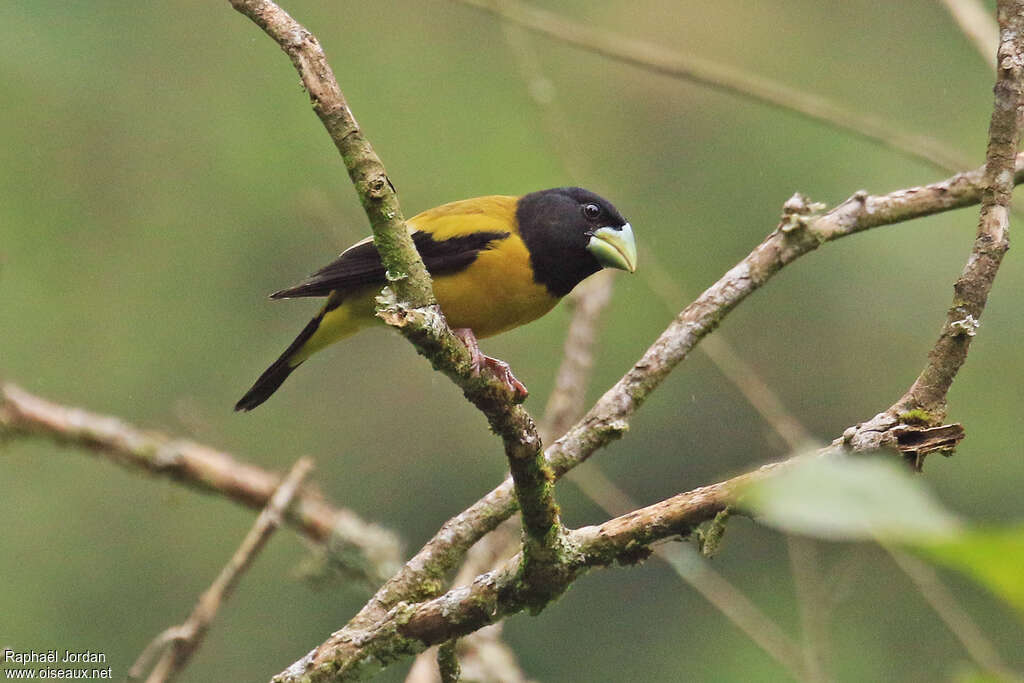 Hooded Grosbeak male adult, habitat, pigmentation