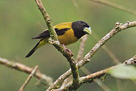 Hooded Grosbeak