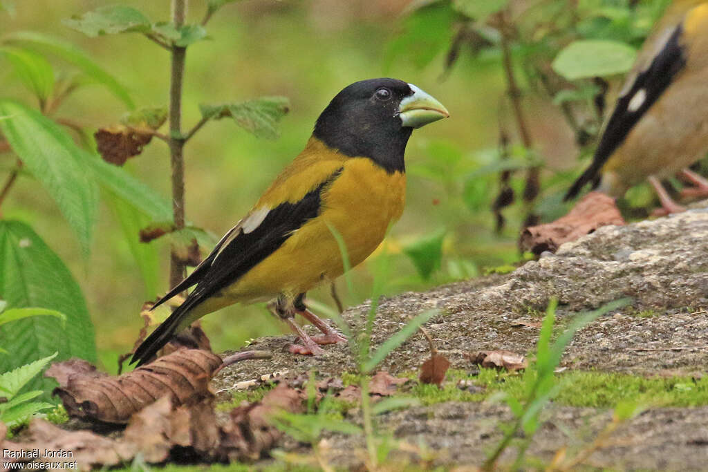 Gros-bec à capuchon mâle adulte, identification