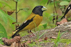 Hooded Grosbeak