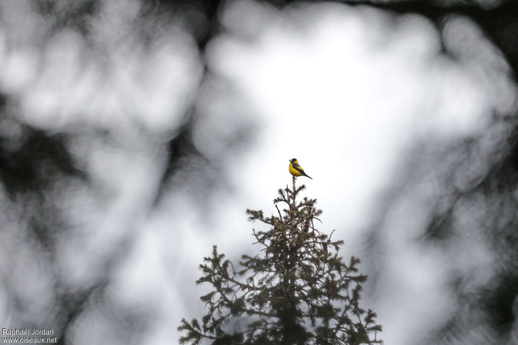 Black-and-yellow Grosbeak male adult