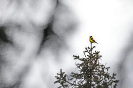 Black-and-yellow Grosbeak