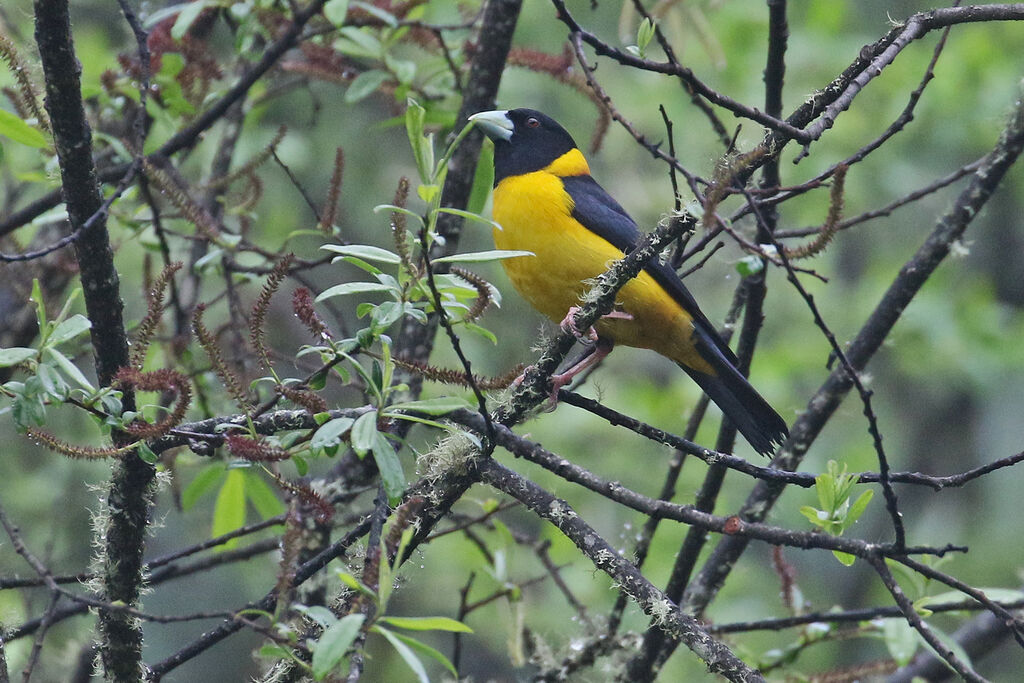 Collared Grosbeak male adult