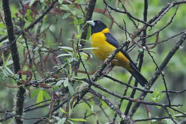 Collared Grosbeak