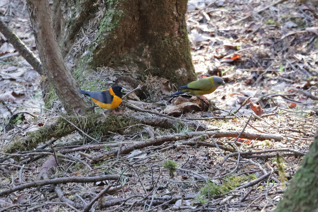 Collared Grosbeakadult