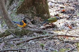 Collared Grosbeak