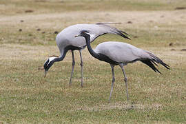 Demoiselle Crane