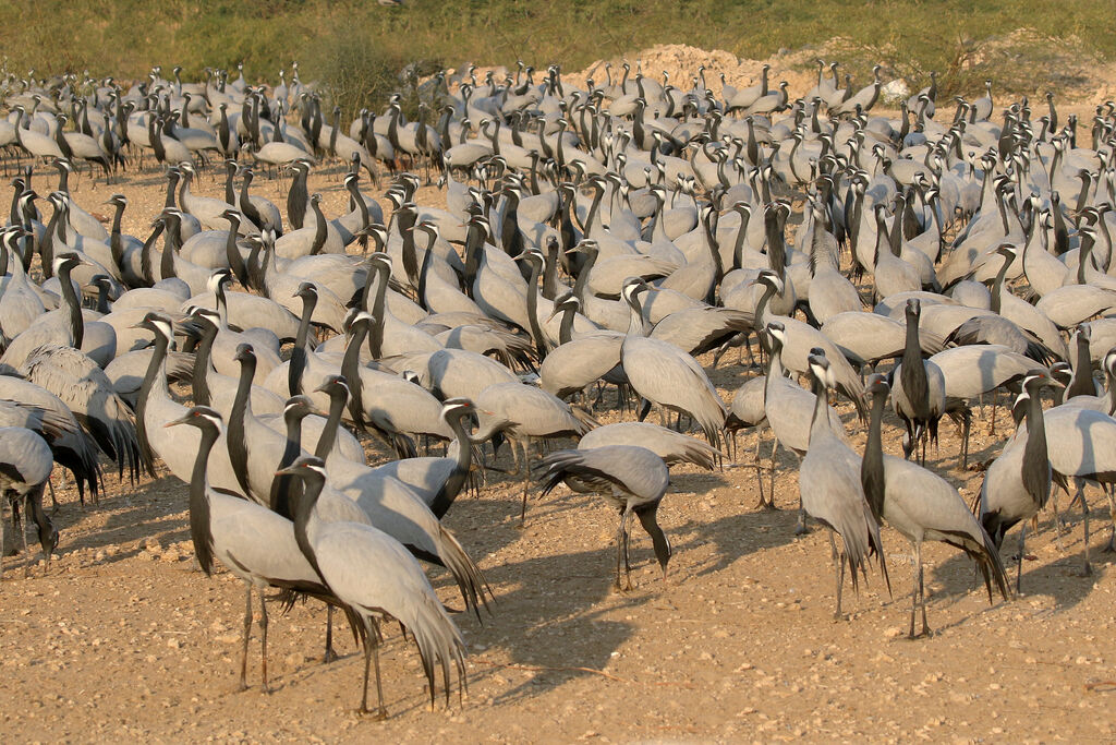 Demoiselle Crane