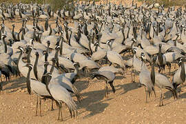 Demoiselle Crane