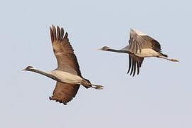 Demoiselle Crane