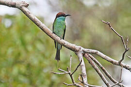 Blue-throated Bee-eater