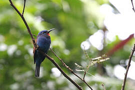 Blue-moustached Bee-eater