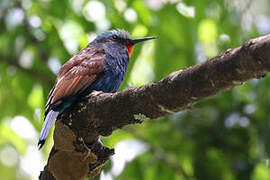 Blue-headed Bee-eater