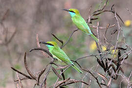 Asian Green Bee-eater